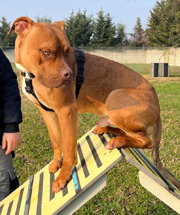 NILO BELLISSIMO METICCIO Foto 8